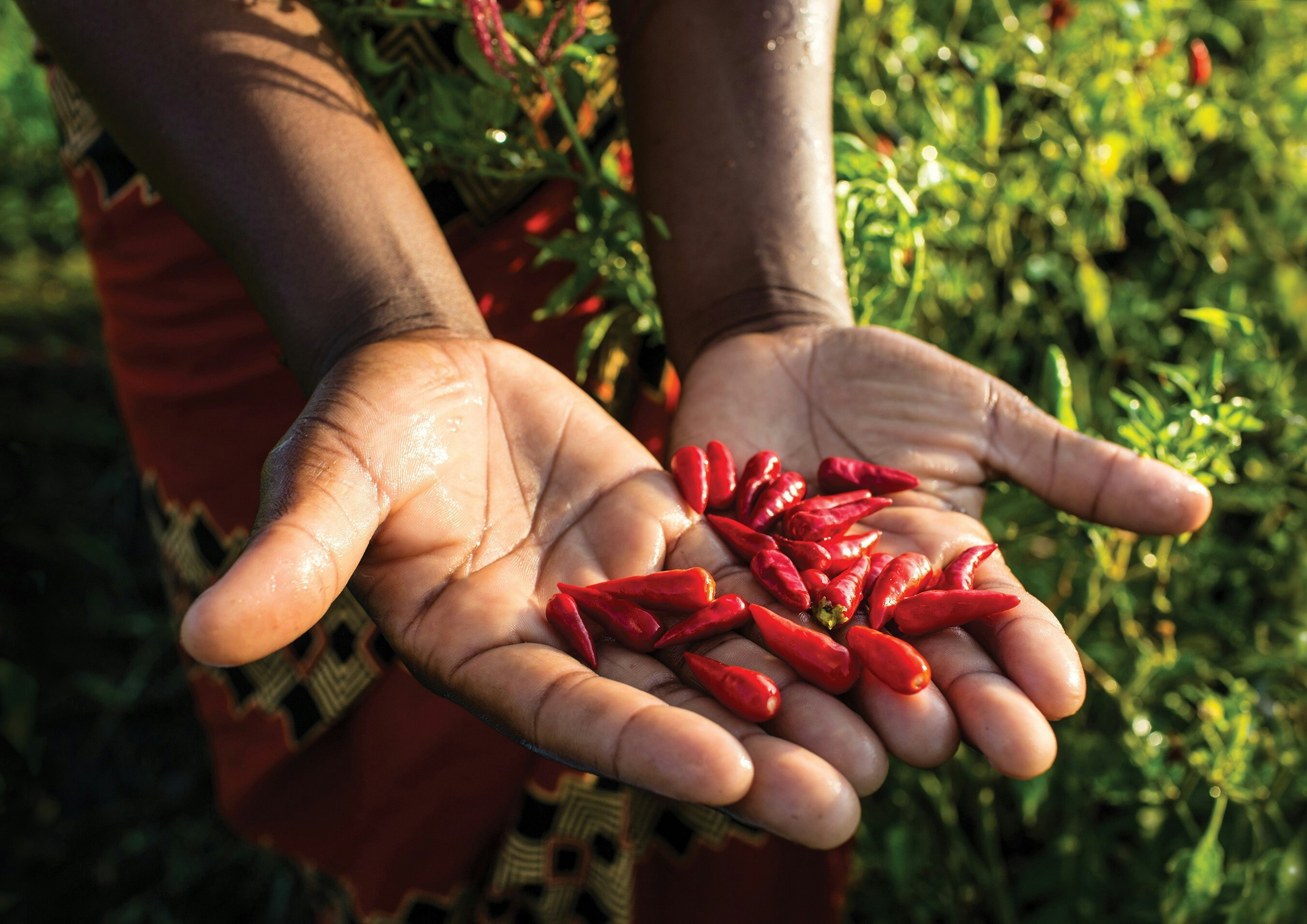 Person with a handful of African Bird's Eye chillies